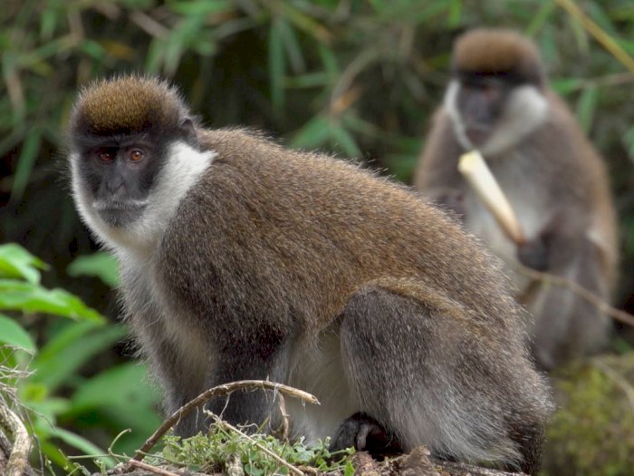 Dianggap Misterius, Monyet Bale Hanya Terdapat Di Ethiopia