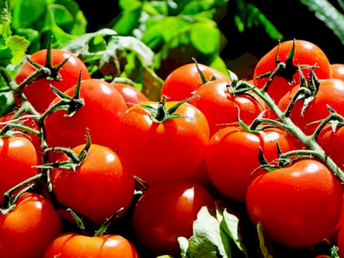 Konsumsi Tomat Bersama Makanan Zat Besi Bisa Hambat Sifat Lawan Kanker