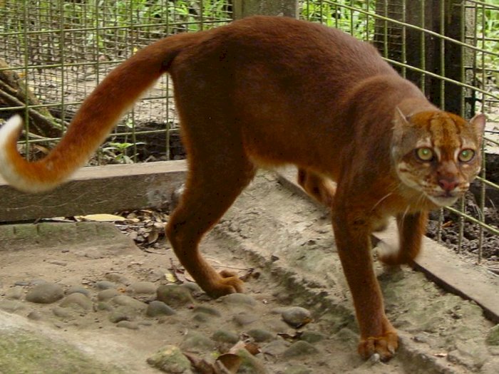 Kucing Merah Hewan Endemik Kalimantan  Yang Dilindungi 