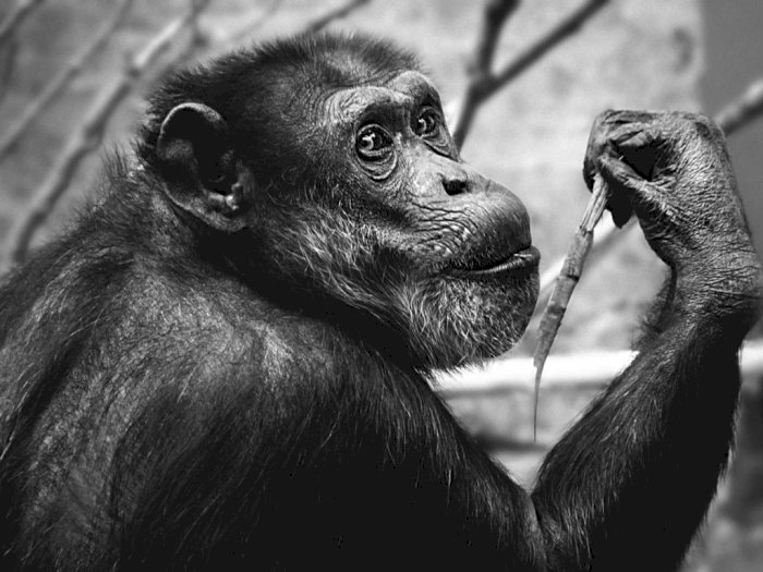 Simpanse Si Hewan Cerdas Asal Afrika