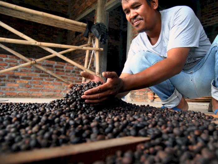 Deretan Kopi-kopi Nusantara yang Tersohor Sedari Dulu