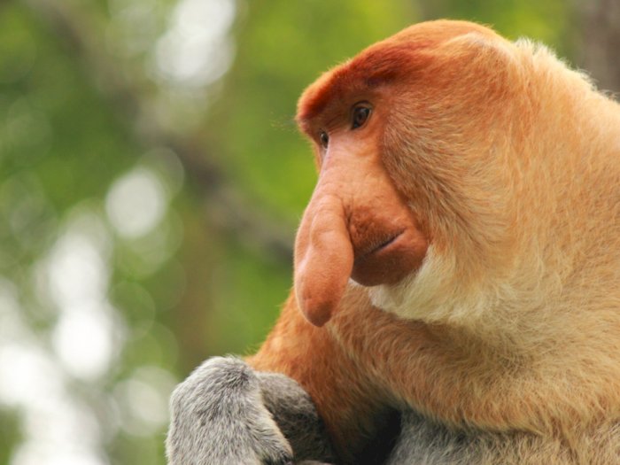 Bekantan, Monyet Endemik Kalimantan Dengan Hidungnya Yang Panjang