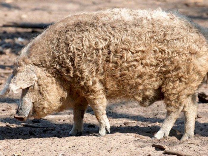 Babi Langka Berbulu Domba Asal Hungaria