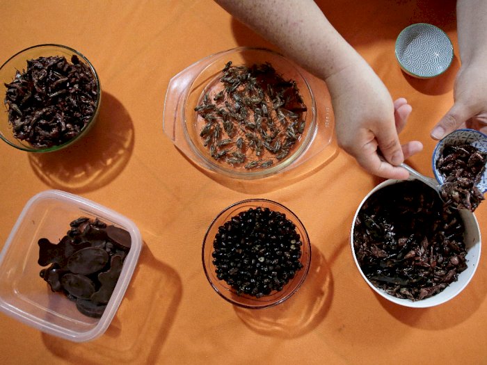 Semut, Jangkrik, Kecoa: Camilan Sehat dan Enak Bak Keripik Kentang