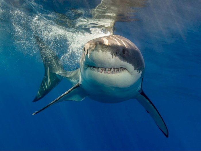 The Great White Shark, Hiu Putih Pendeteksi Darah yang Luar Biasa