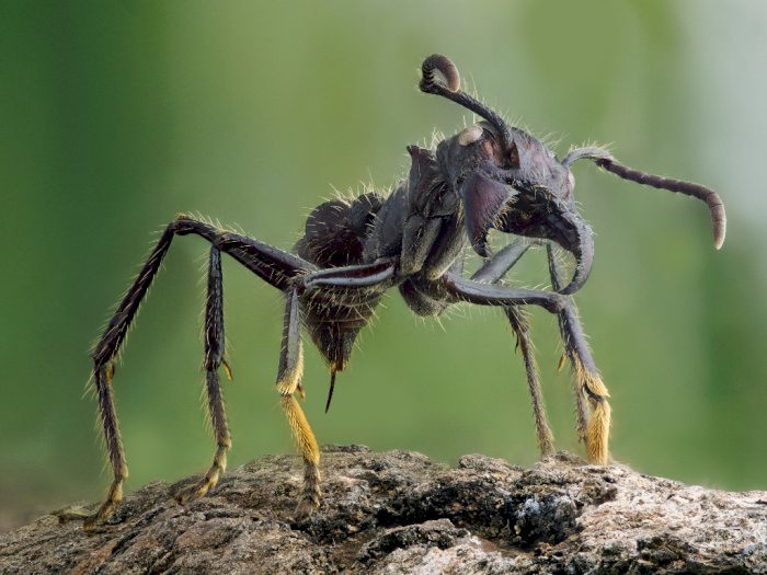 Semut Peluru, Semut Terbesar dengan Sengatan Kuat Layaknya Peluru