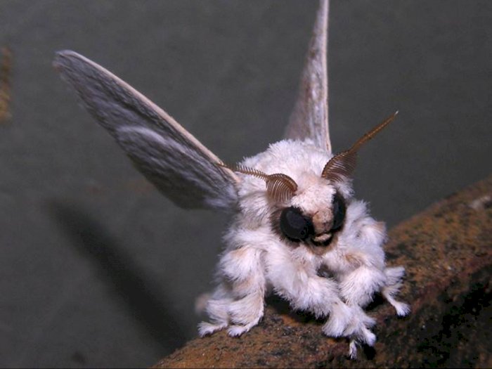 Poodle Moth, Ngengat Spesies Baru dari Venezuela