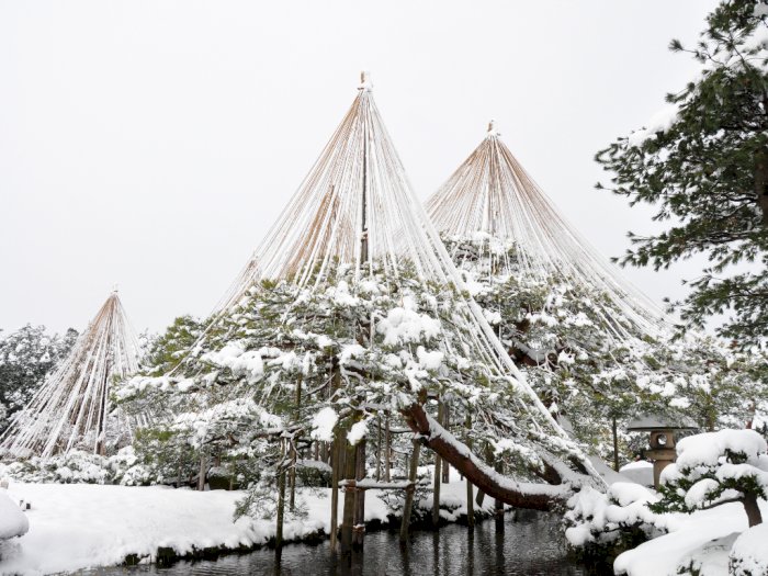 Teknik Yukitsuri Melindungi Pepohonan Saat Musim Dingin Tiba