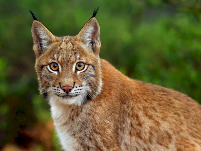 Lynx Si Kucing Liar dengan Bulu Hitam di Ujung Telinga