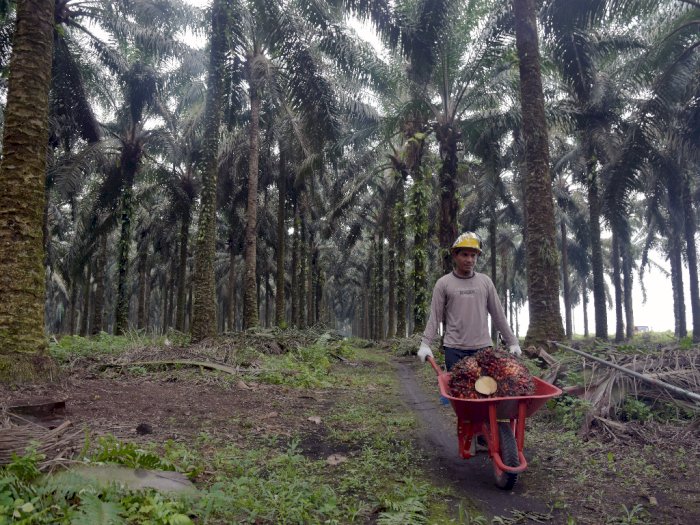 CPO Dijegal, Indonesia Pastikan Bikin Perjanjian Dagang Berkelanjutan