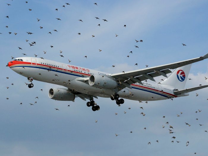 Bird Strike Tabrakan Burung dan Pesawat yang Berakibat Fatal