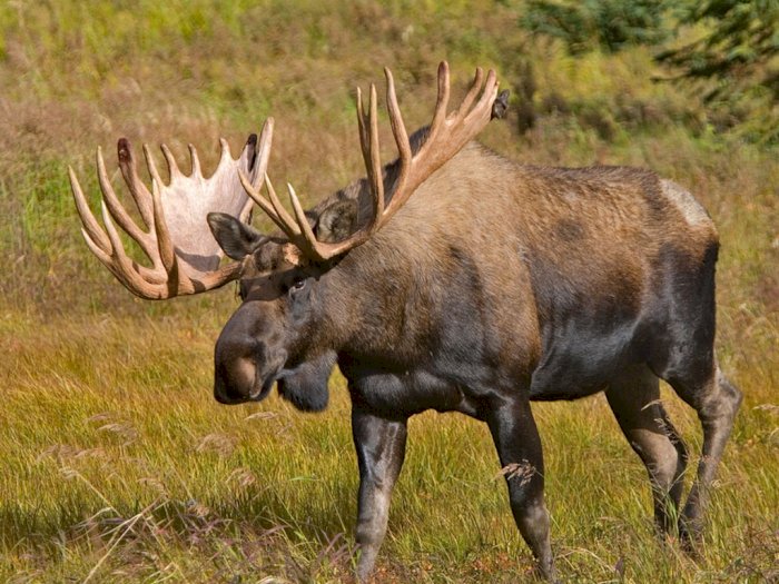 Moose, Jenis Rusa Terbesar di Dunia Bertanduk Unik!