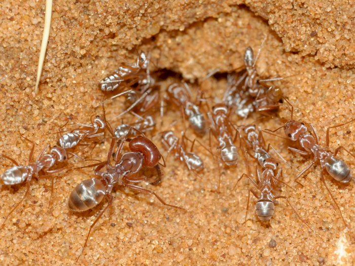 Ilmuwan Temukan Semut Tercepat di Dunia yang Hidup di Gurun Sahara