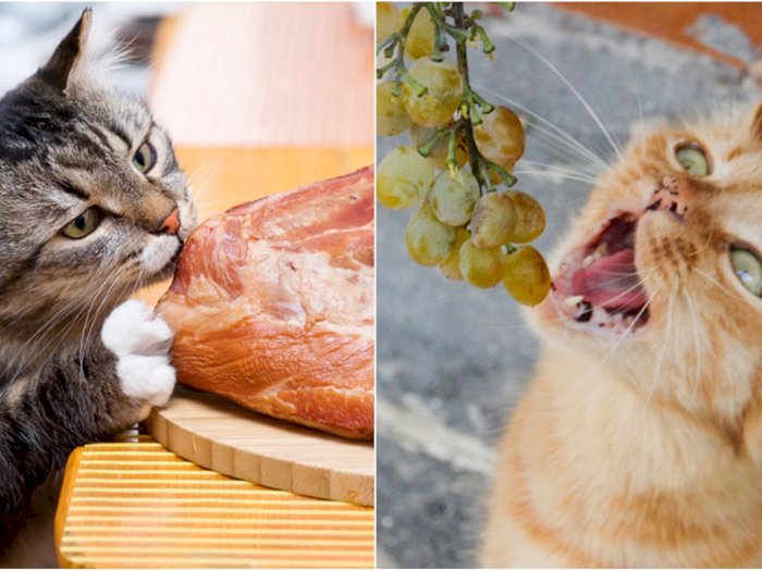 Para Cat Lovers, 7 Makanan Ini Tidak Seharusnya Diberikan ke Kucing