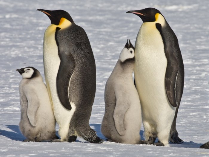 Penguin Kaisar, Spesies Terbesar Penguin di Antartika