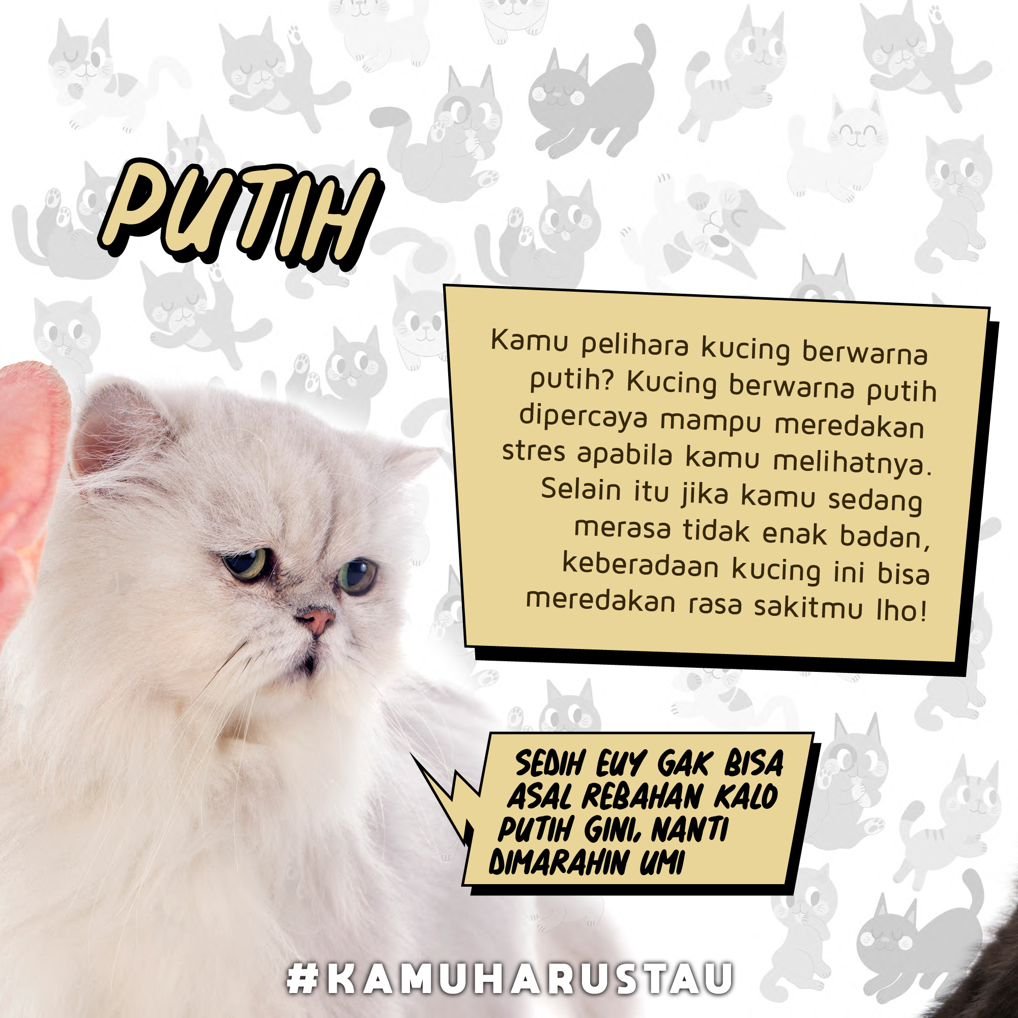 Arti Warna-Warna Bulu Kucing  Indozone.id