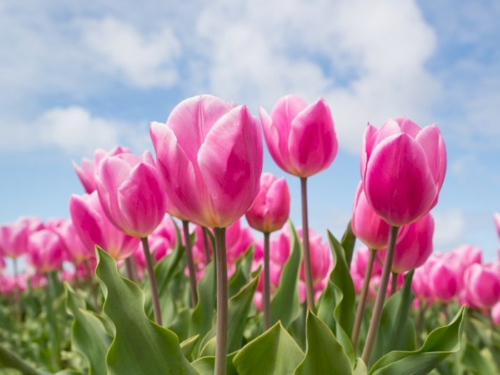 Benarkah Bunga Tulip Berasal dari Belanda?