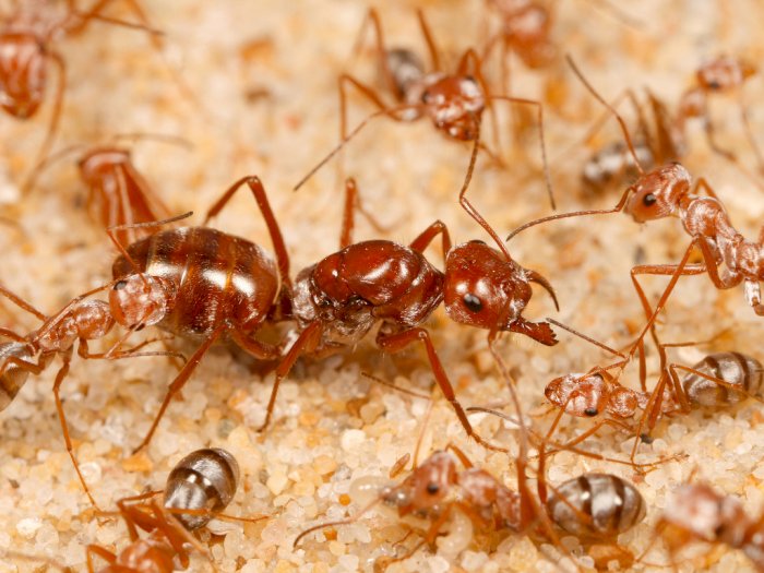 Semut Perak Sahara Tercatat sebagai Semut Tercepat di Dunia