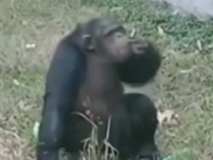 Miris, Simpanse Ini Isap Rokok yang Dilempar Pengunjung
