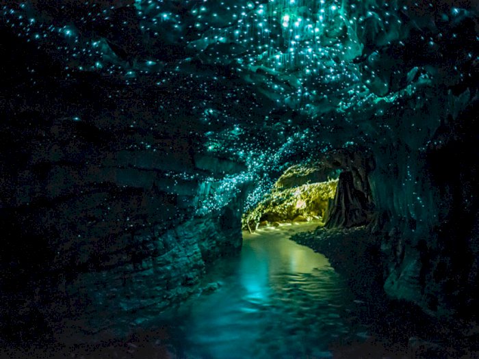Keindahan Glowworm Caves, Gua yang Sinari oleh Cacing - Cacing