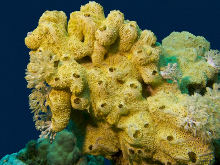 Porifera, Hewan Invertebrata yang disebut Bunga