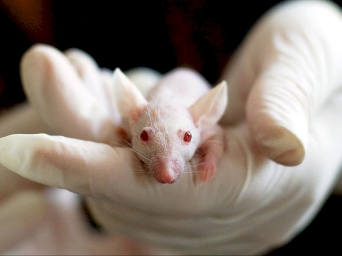 Alasan di Balik Penggunaan Tikus sebagai Percobaan dalam Dunia Medis