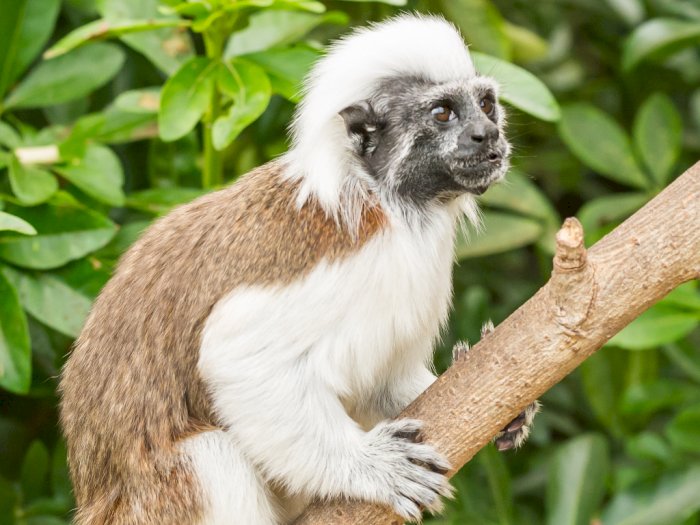 Cotton Top Tamarin, Monyet Kecil Berambut Kapas yang Terancam Punah