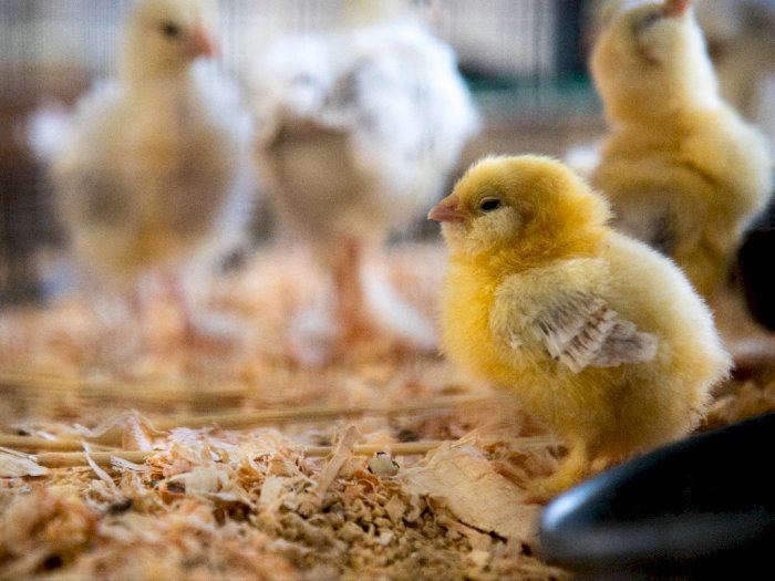 Anak Ayam Untuk Siswa di Bandung Bakal Dibagikan Mulai 21 November