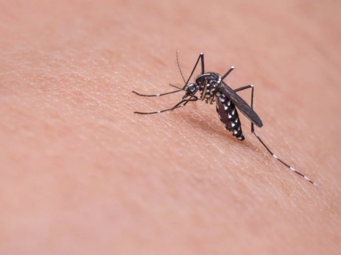 Sering Digigit Nyamuk Dibanding Orang Lain? Ini Alasannya