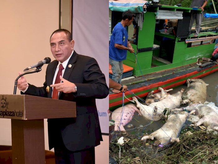 Gubernur Sumut Minta Polisi Mengusut Tuntas Pembuang Bangkai Babi