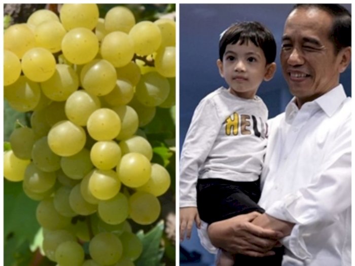 Cucu Jokowi Jadi Nama Varietas Anggur Terbaru