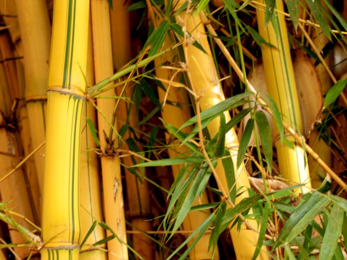 Bambu Kuning, Tanaman Hias Penangkal Makhluk Halus 