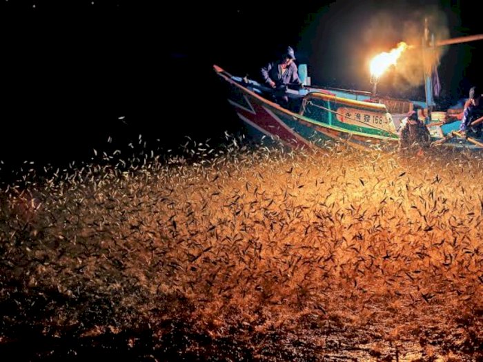 Tradisi Memancing dengan Api di Taipei, Bisa Panen Ikan Hingga 3 Ton