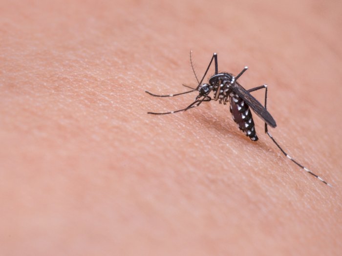 3 Cara Hilangkan Bentol Karena Nyamuk