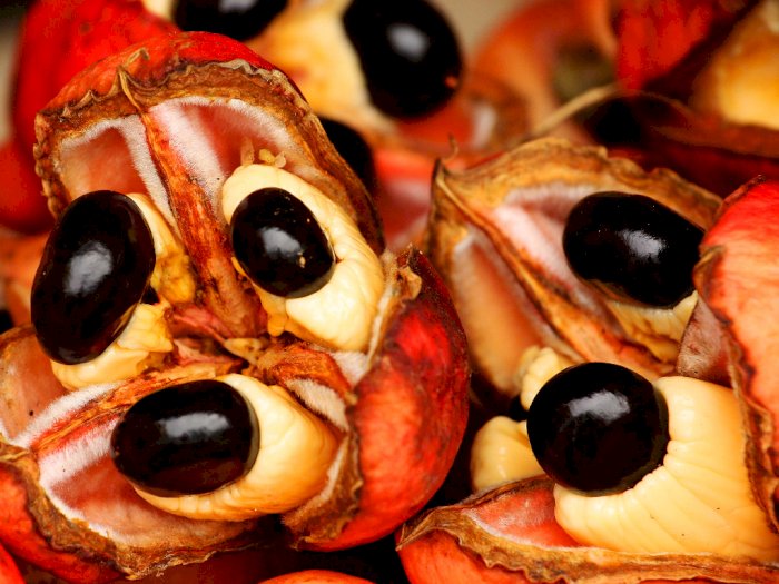 Buah Ackee, Buah Beracun yang Jadi Makanan Umum Jamaika