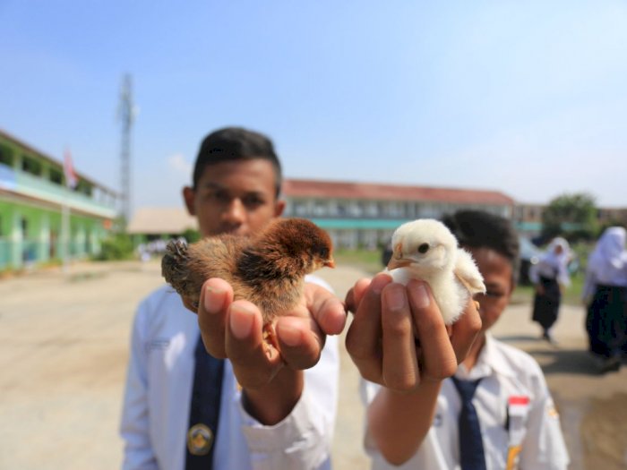 Putus Ketergantungan Pada Handphone, Pemkot Bandung Bagikan Anak Ayam