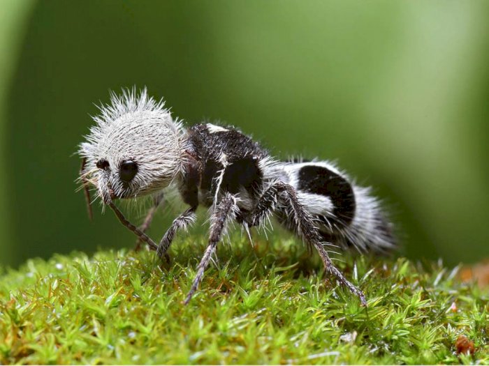 Semut Panda Berwarna Hitam Putih yang Lucu Namun Pertanda Bahaya