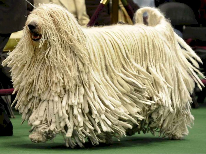 Anjing Komondor Asal Hungaria yang Mirip Domba