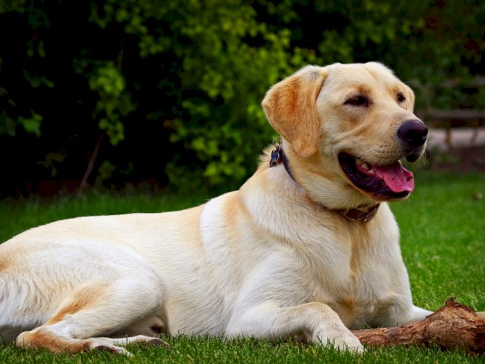 Anjing Labrador Retriever yang Ramah dan Populer