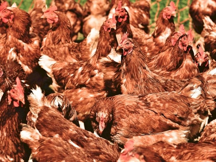 Keunggulan Ayam Organik, Tanpa Sentuhan Bahan Kimia