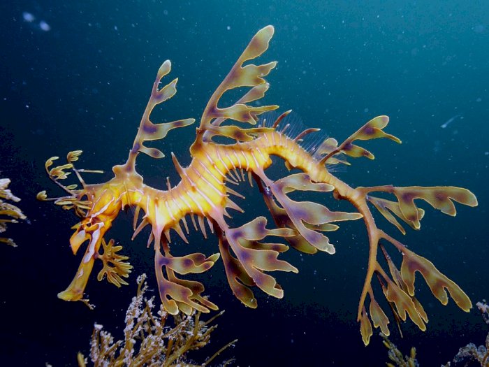 Naga Laut Ini Bentuknya Mirip Seperti Daun yang Menempel pada Ranting