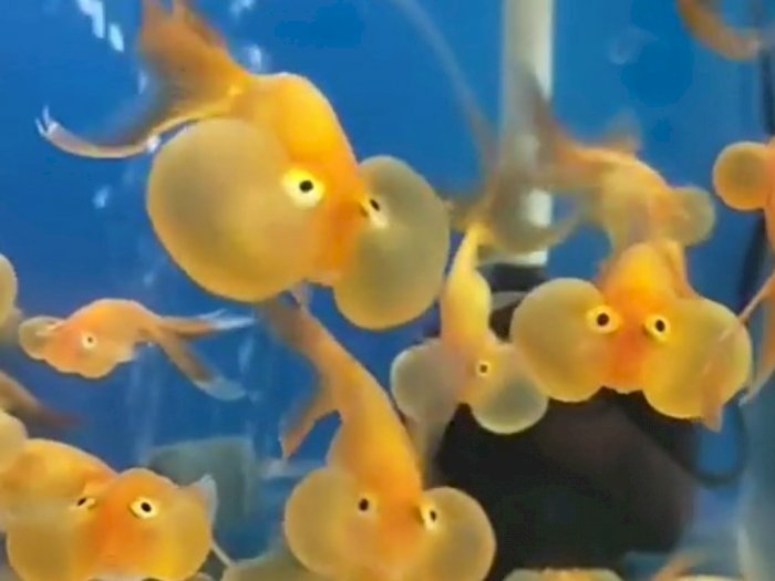 Unik, Ikan Mas Ini Punya Pipi 'Chubby'