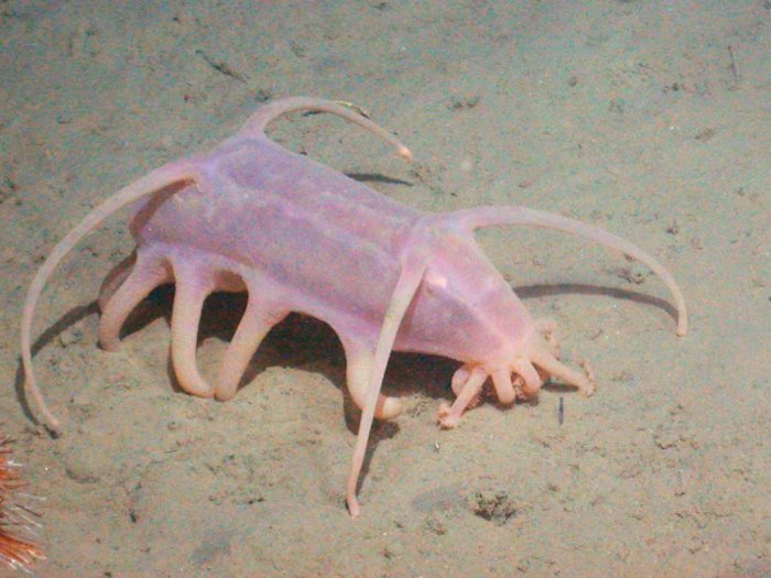 Babi Laut, Kerabat Teripang  di Laut Terdalam