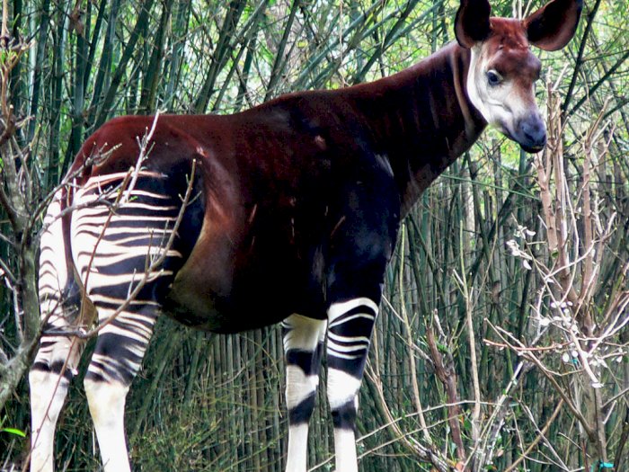 Okapi, Hewan Unik Gabungan Kuda, Zebra dan Jerapah