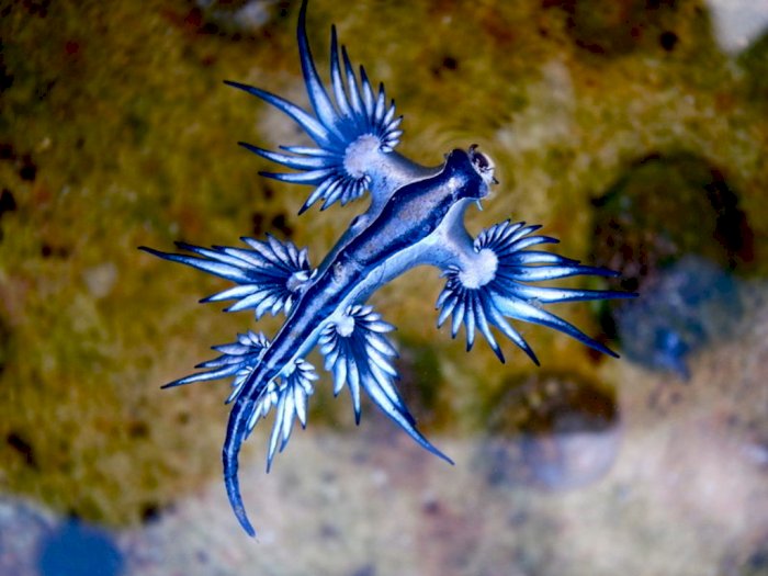 Siput Laut Naga Biru Pemangsa Ubur-Ubur Beracun