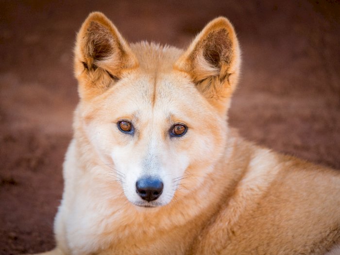 Dingo, Spesies Unik Antara Anjing dan Serigala