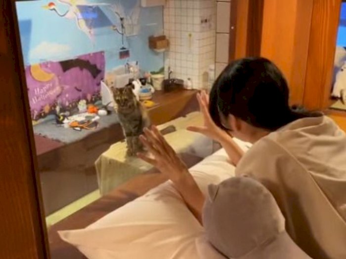 Nginap Bareng Kucing di Hotel Kapsul di Jepang Ini