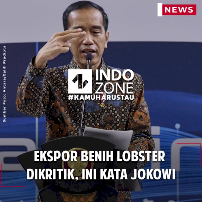 Ekspor Benih Lobster Dikritik, Ini Kata Jokowi