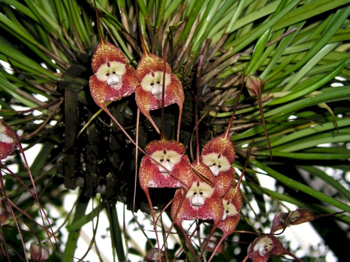 Monkey Orchid, Bunga Anggrek yang Mirip Wajah Monyet