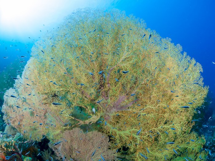 Koral Unik Pemakan Plankton yang Mirip Kipas Datar
